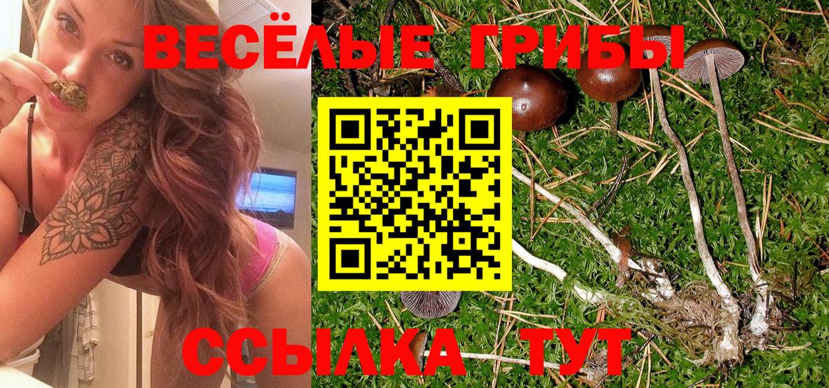 Псилоцибиновые грибы Cubensis Губкинский